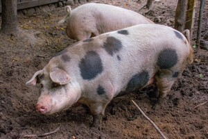 Varkensvoer van topkwaliteit