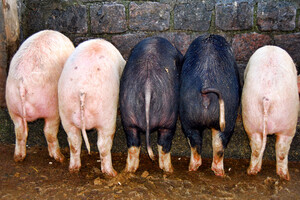 Varkensvoer van topkwaliteit