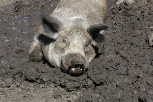 Varkensvoer van topkwaliteit