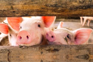 Varkensvoer van topkwaliteit