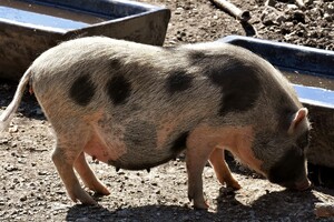 Varkensvoer van topkwaliteit