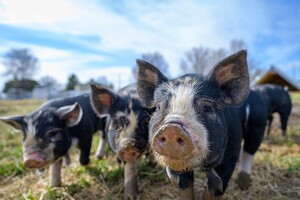 Varkensvoer van topkwaliteit